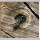 Crossocerus cf distinguendus - Grabwespe 02.jpg